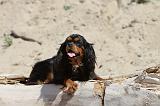 CAVALIER KING CHARLES 085